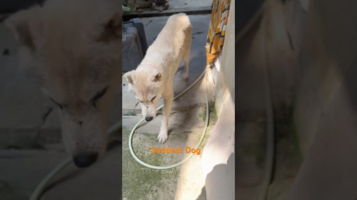 Sad #travel #cutepet #puppy #petshub #cuteanimal #funnycat #disney #omg #viralvideo