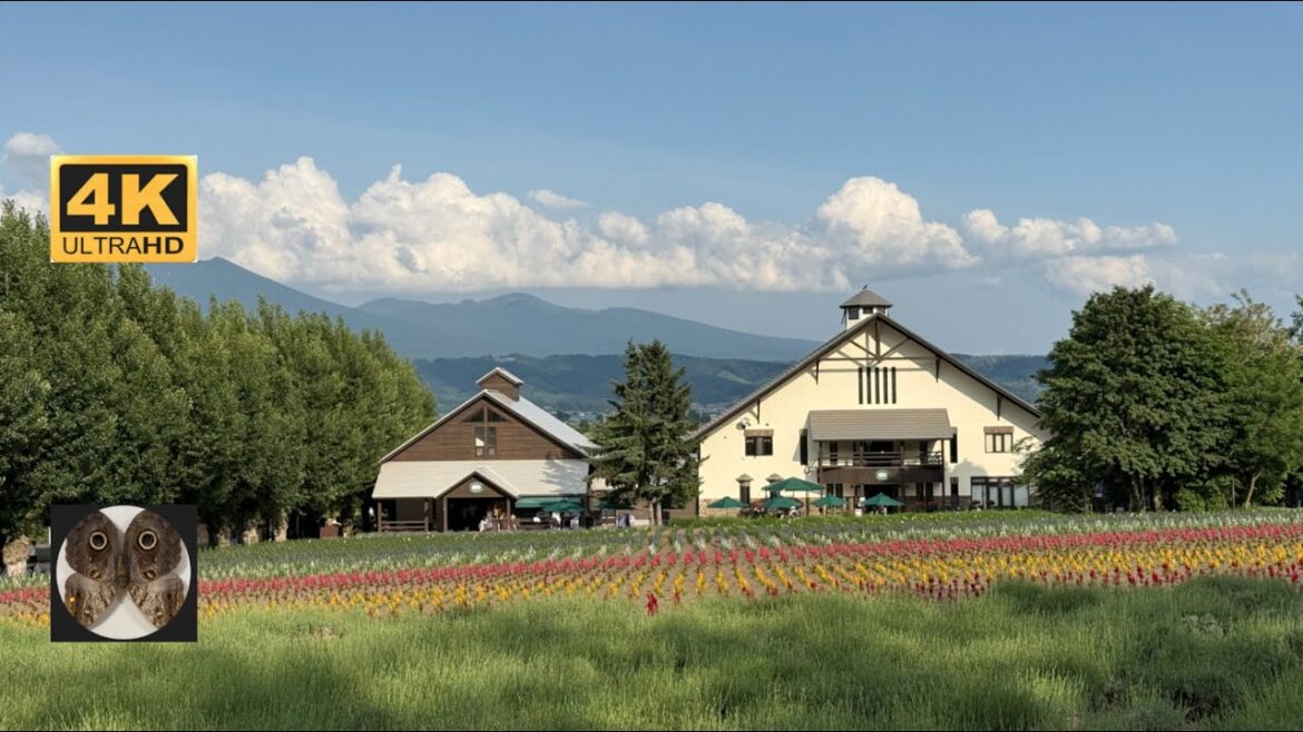 20/6/25 - Shimukappu, Furano Cheese Factory, Nozo Hotel, Farm Tomita