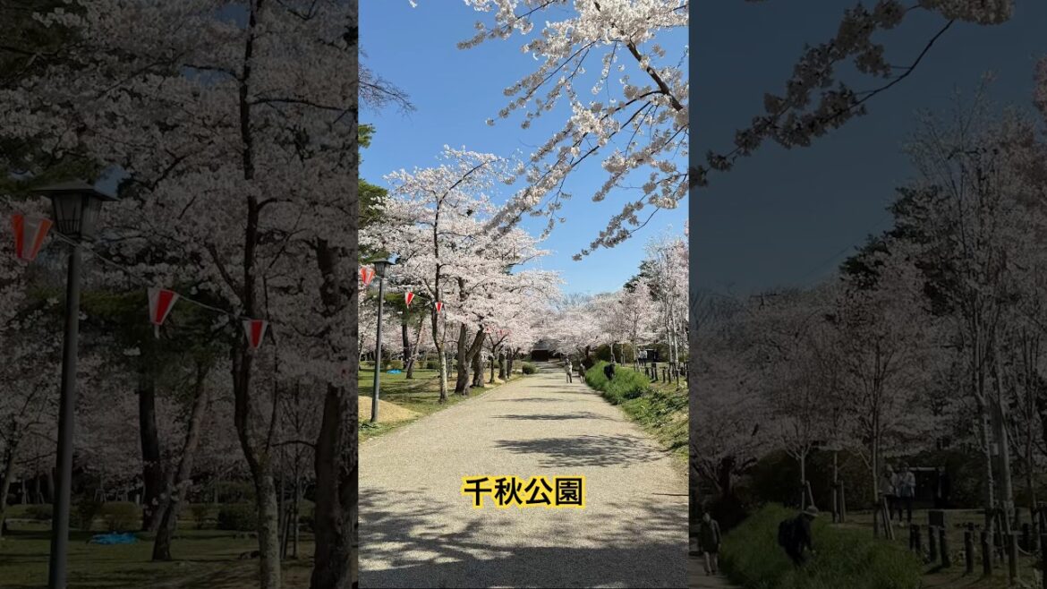 秋田玩什麼？千秋公園 #秋田 #桜 #桜祭り #櫻花 #賞櫻 #千秋公園