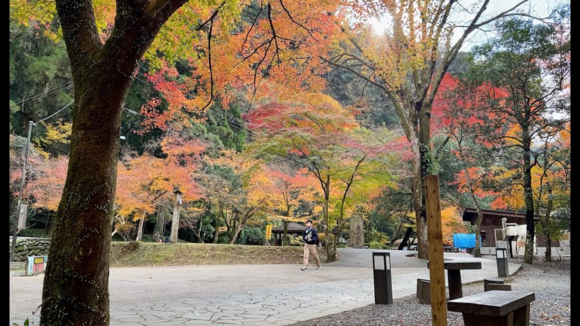 Kyushu in Fall Colours - December 2024