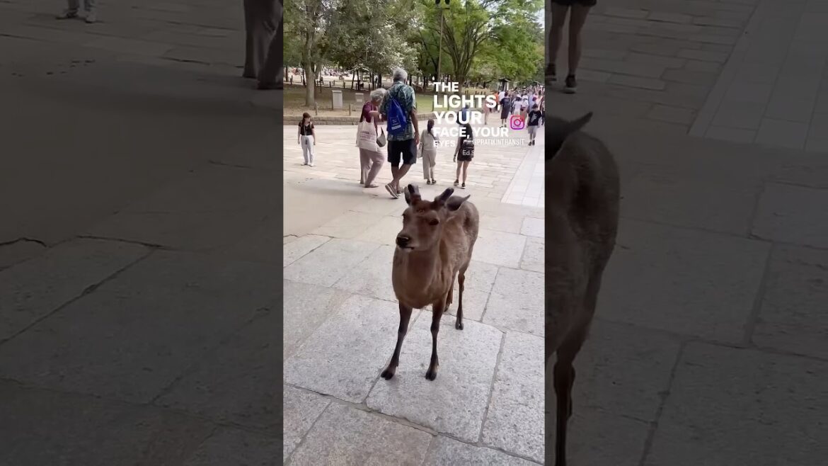 Sapphire magic in Japan. #japan #sapphire #edsheeran #travel Sapphire magic in Japan. #japan #sapphire #edsheeran #travel