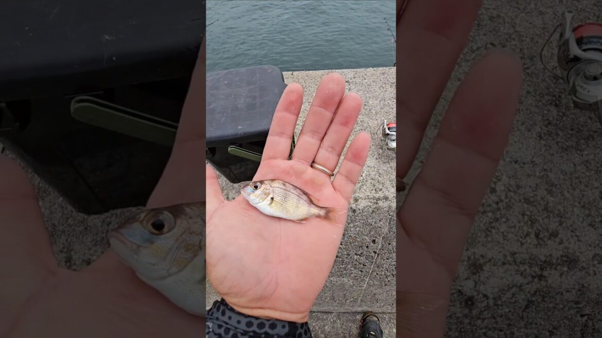 倉敷市児島下津井、今日も釣っていきます！#釣り #釣り部 #岡山県 #カサゴ #倉敷市児島 #岡山釣り #県魚連 #瀬戸大橋 #サノヤスドック　#児島塩生　#塩生　#タイラバ　#マダイ