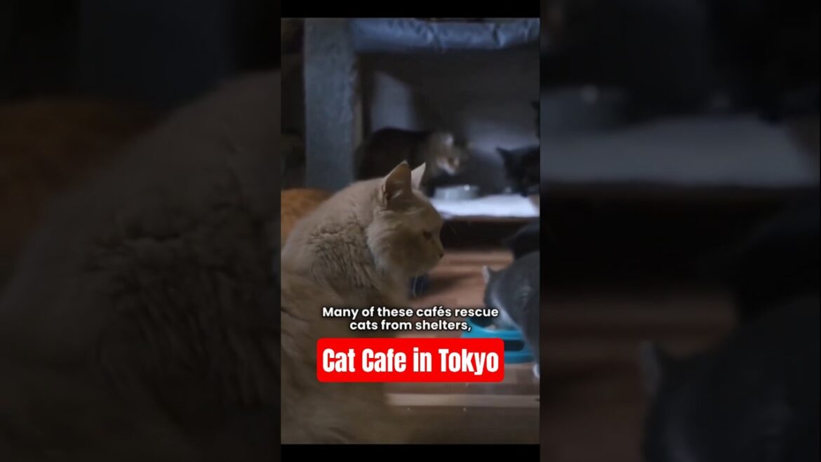 Surprising Facts About Cat Cafés in Tokyo You Didn't Know! 🐱 #cat #pets #cute #kitten