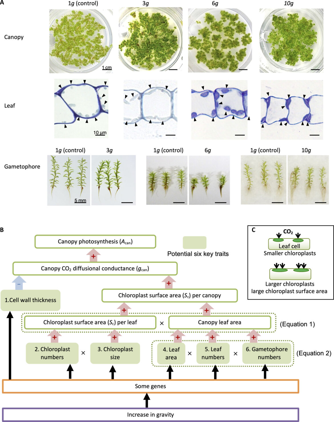 Hypergravity boosts food production in moss species, Japanese study finds Hypergravity boosts food production in moss species, Japanese study finds