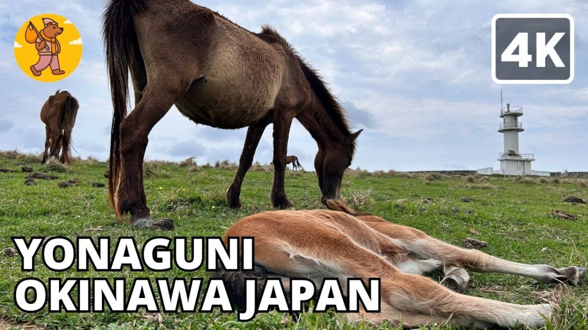 4K Yonaguni Cape Agarizaki | Okinawa Japan Walking Tour 与那国馬