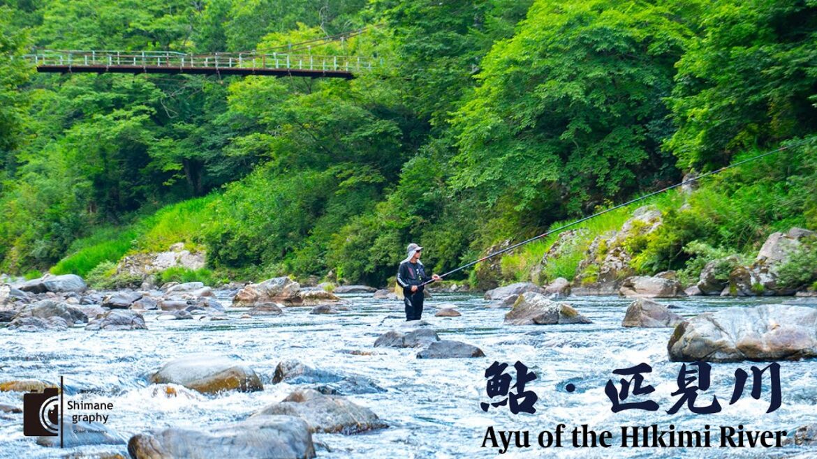 【SHIMANE graphy】Hikimi River Ayu – Crystal Clear Waters of Shimane | 匹見川の鮎 【SHIMANE graphy】Hikimi River Ayu – Crystal Clear Waters of Shimane | 匹見川の鮎