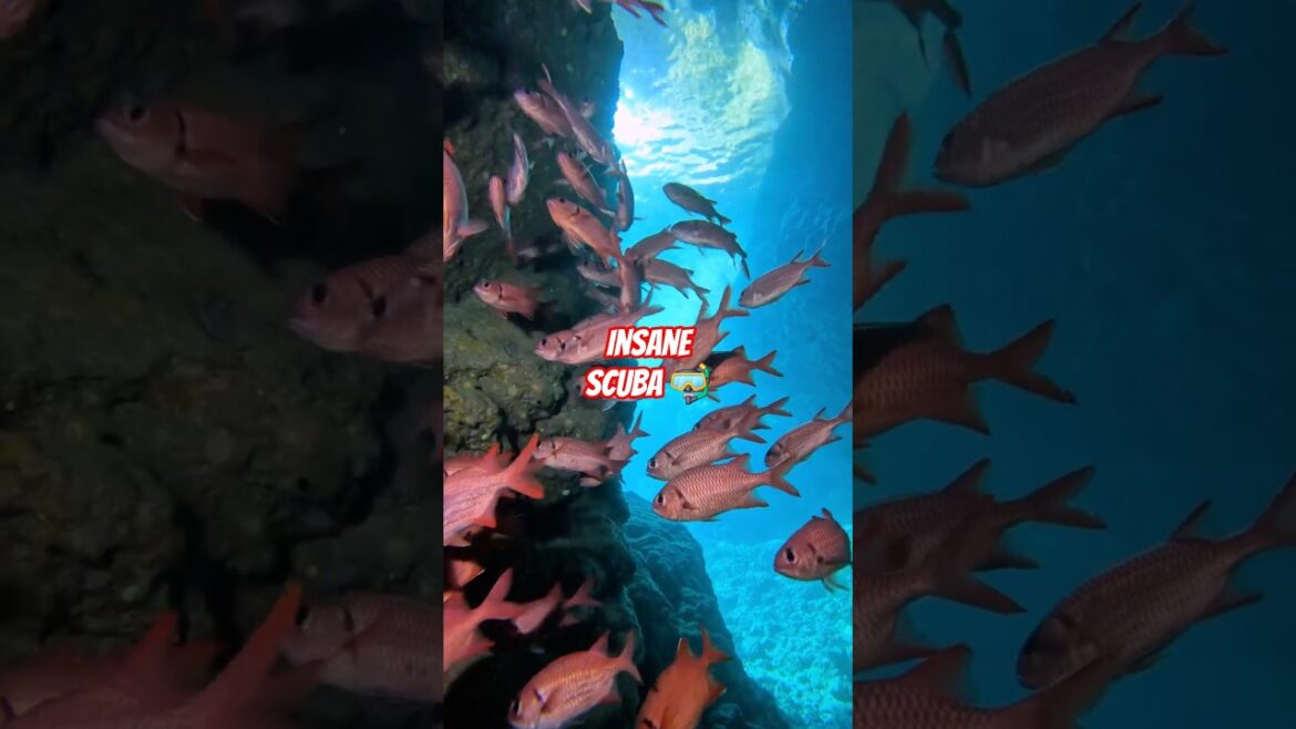 STUNNING  Red Fish in Okinawa’s Magical Blue Cave 🌊🐟 #japantravel #日本旅行 #japanvlog