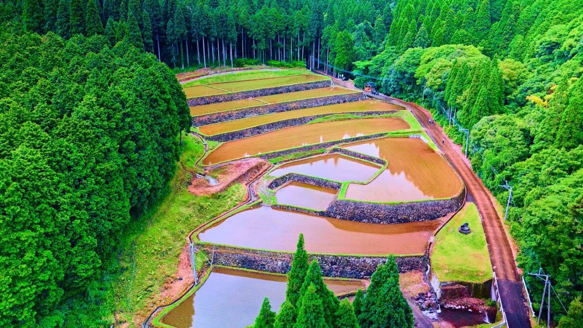 Japanese Rice Paddies Are Quite Beautiful - Drone Flight Over Koda Rice Terraces, Kagoshima, Japan