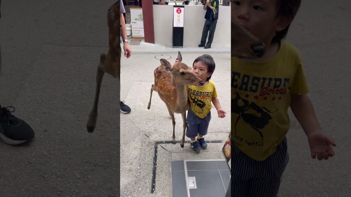 Miyajima/Hiroshima Japan #travel #japan #japanesefood #beach #miyajima #nature #jdm #civictyper Miyajima/Hiroshima Japan #travel #japan #japanesefood #beach #miyajima #nature #jdm #civictyper