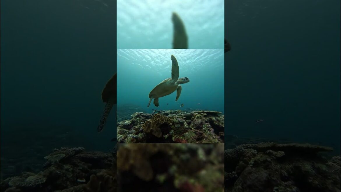 Swimming with turtles #japan #travel #日本 #ishigakiisland #石垣島 Swimming with turtles #japan #travel #日本 #ishigakiisland #石垣島