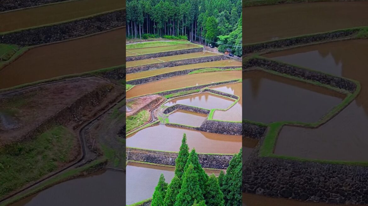 Japanese Rice Paddies Are Quite Beautiful - Drone Flight Over Koda Rice Terraces, Kagoshima, Japan