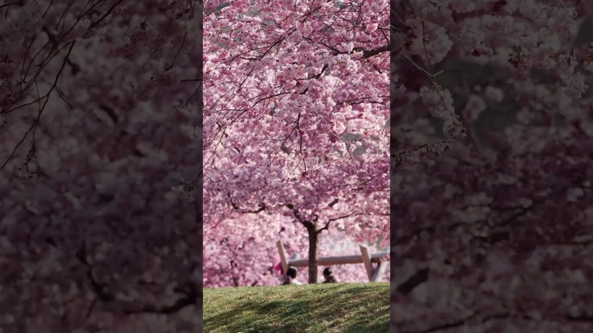 #sakura #japan tour #japan #japantravel #japaneseculture #japanvlog #japanlife #tokyo