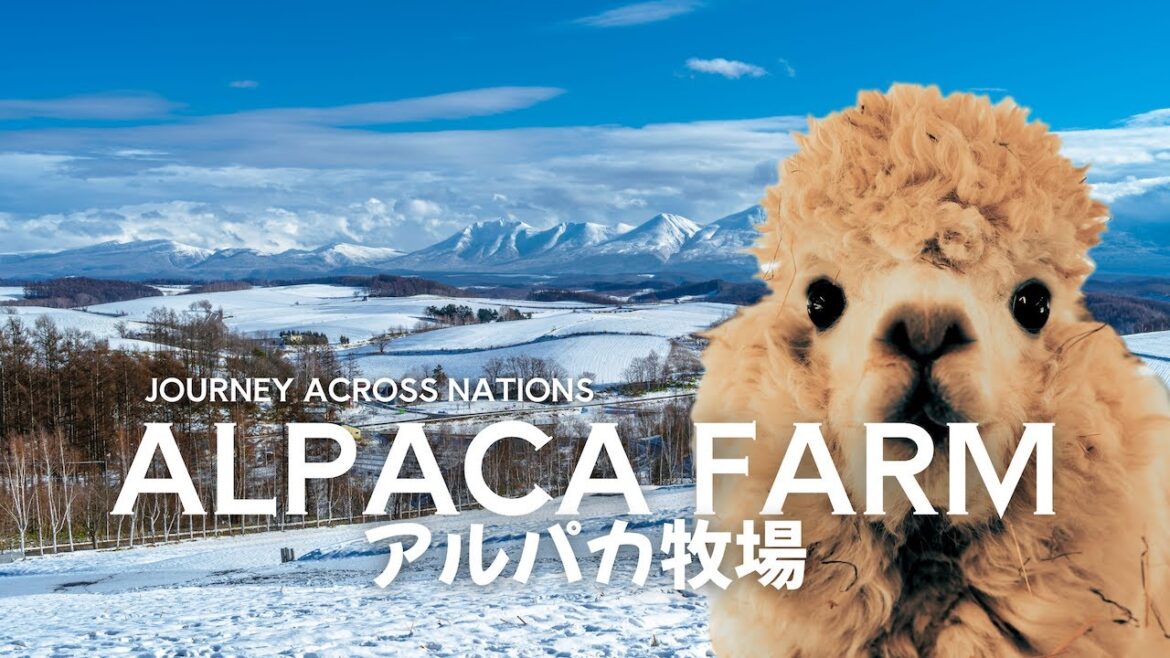 Episode #55: Snowy Adventure in Biei – Visiting Alpaca Farm Episode #55: Snowy Adventure in Biei - Visiting Alpaca Farm
