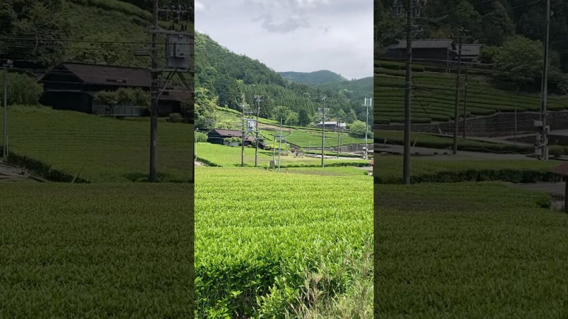 【日本茶畑百景】島田市川根町笹間上（標高310m）