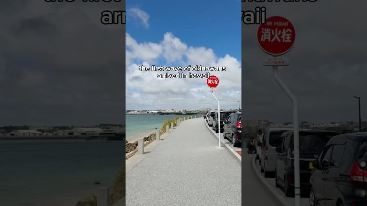 pigs to the rescue π―π΅π· pigs to the rescue π―π΅π·