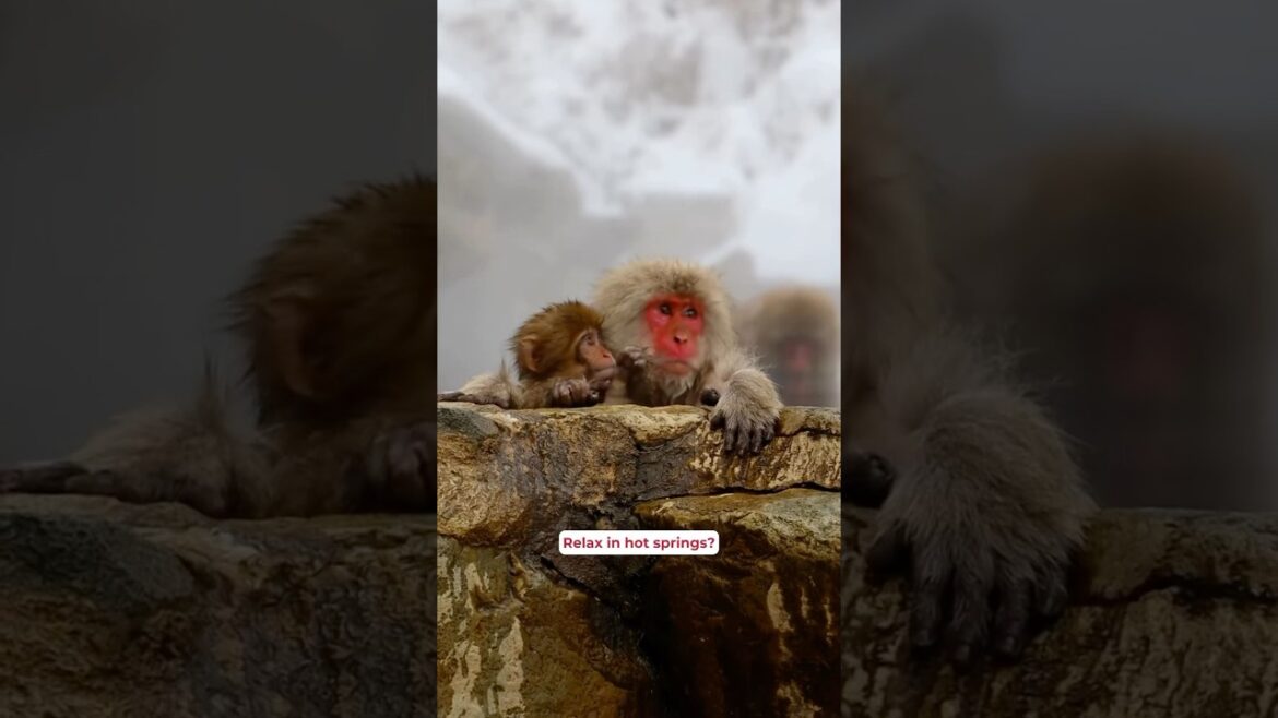 The ULTIMATE Japan Spring Tour! 🌸🐒 #shorts