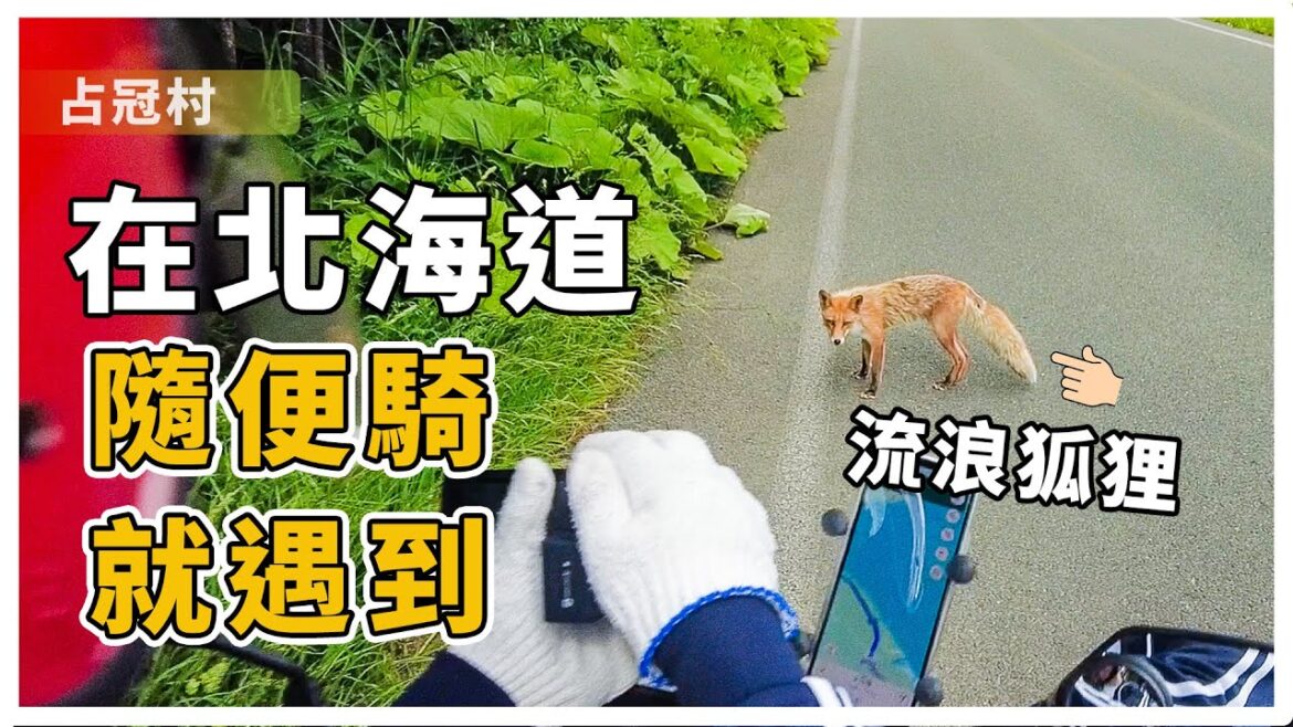 【道央】騎十公里碎石路見到了占冠村的狐狸與種薰衣草的婆婆 | 鐵道員幌舞站拍攝地 【道央】騎十公里碎石路見到了占冠村的狐狸與種薰衣草的婆婆 | 鐵道員幌舞站拍攝地