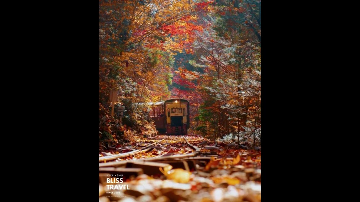 ๐ Ride the Magical Akazawa Forest Railway! ๐ฒโจ #forestadventure ๐ Ride the Magical Akazawa Forest Railway! ๐ฒโจ #forestadventure
