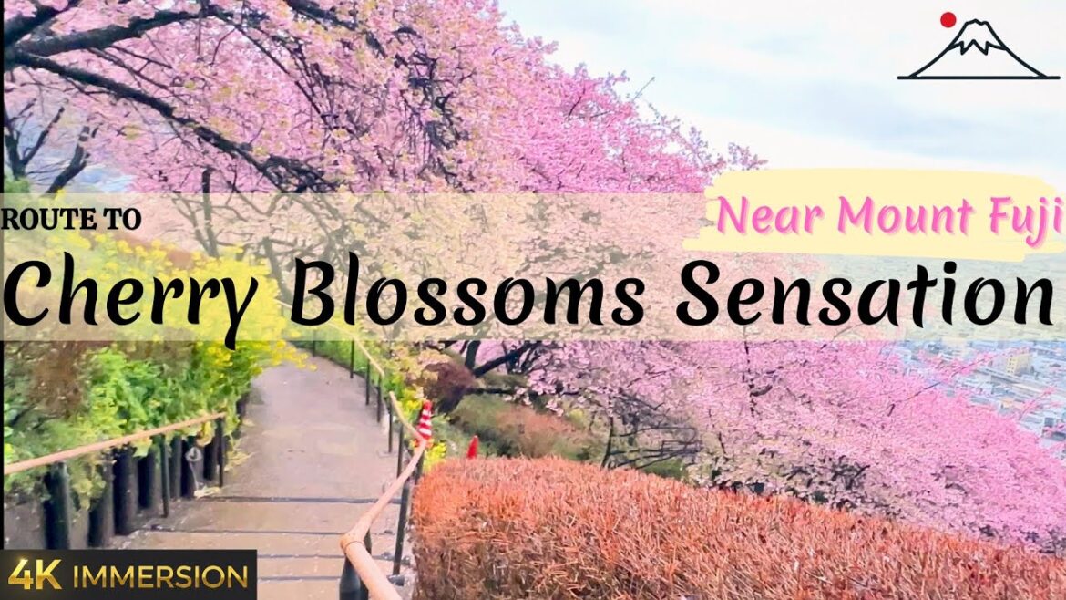 ROUTE TO CHERRY BLOSSOM🌸SENSATION🔥 NEAR MOUNT FUJI & HAKONE💖IN JAPAN 4K PART 1 #ambientwalk #Japan ROUTE TO CHERRY BLOSSOM🌸SENSATION🔥 NEAR MOUNT FUJI & HAKONE💖IN JAPAN 4K PART 1 #ambientwalk #Japan