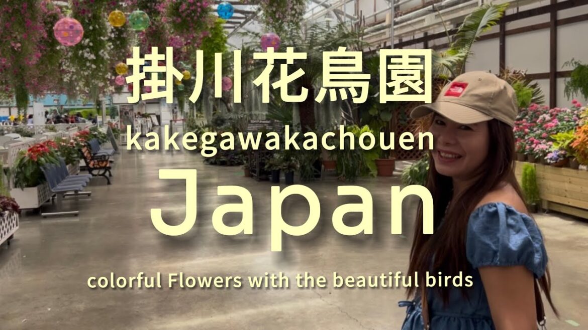 Kakegawa Bird Park (掛川花鳥園, Kakegawa Kachōen) is a large aviary and flower park in Kakegawa Japan. Kakegawa Bird Park (掛川花鳥園, Kakegawa Kachōen) is a large aviary and flower park in Kakegawa Japan.