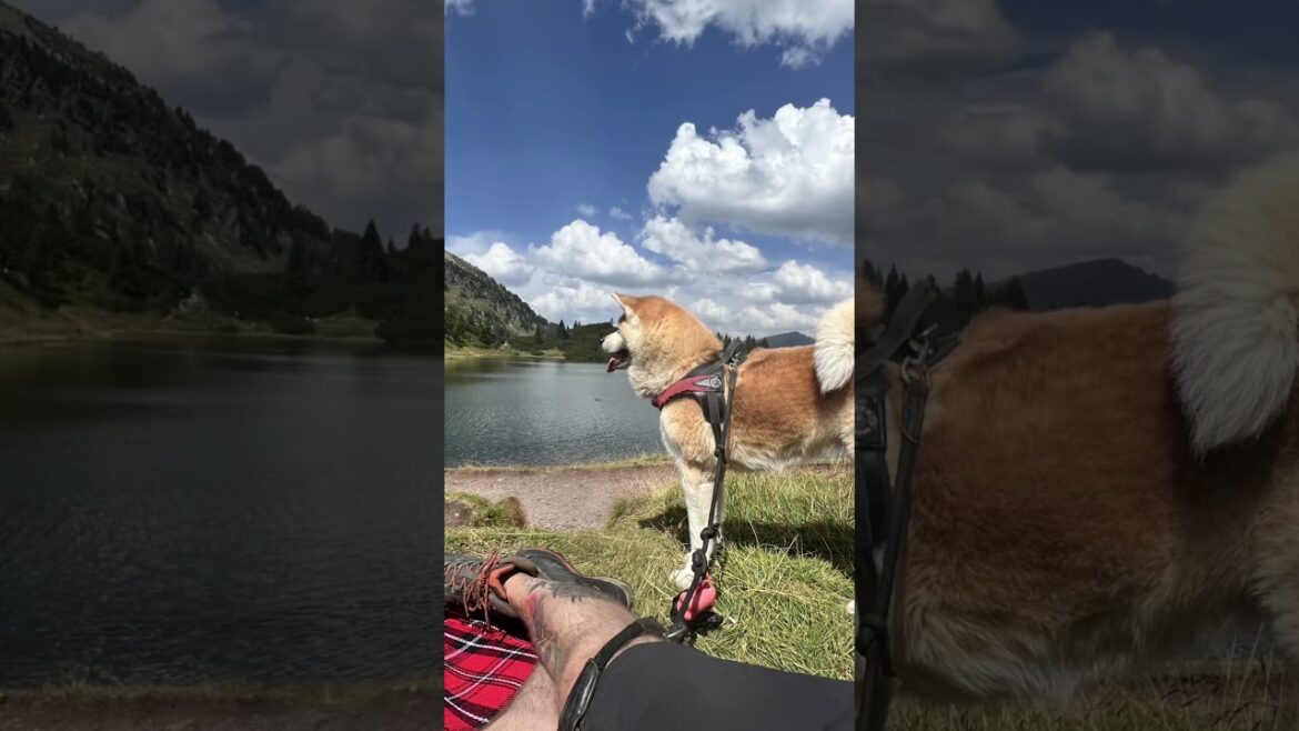 Akita Inu on the trail! ๐โ๐ฆบ Montagna, famiglia e laghi da sogno ๐ฎ๐น Akita Inu on the trail! ๐โ๐ฆบ Montagna, famiglia e laghi da sogno ๐ฎ๐น