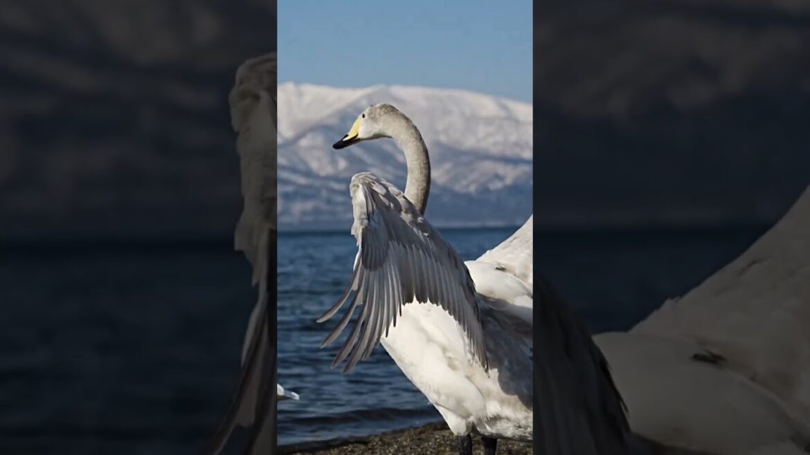 Lake Kussharo, Swan, Fox Hokkaido北海道