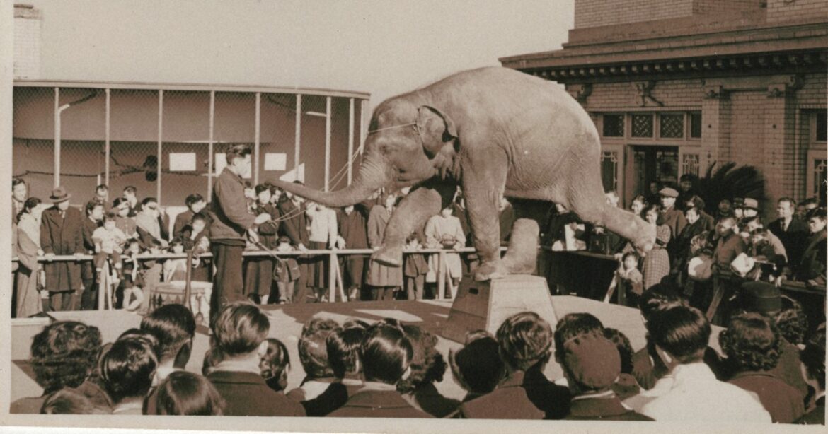 Tokyo department store seeking post-WWII photos of ‘Taka-chan’ the elephant raised on rooftop Tokyo department store seeking post-WWII photos of 'Taka-chan' the elephant raised on rooftop