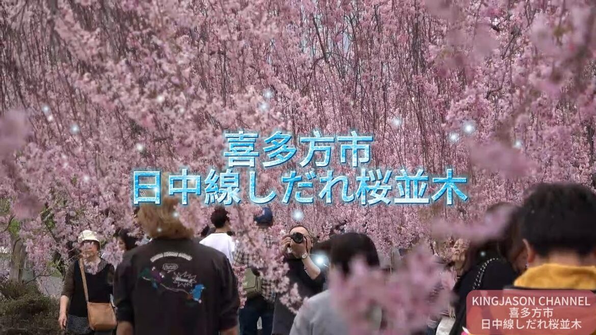 喜多方日中線櫻花隧道｜Fukushima 4K Sakura Music Video