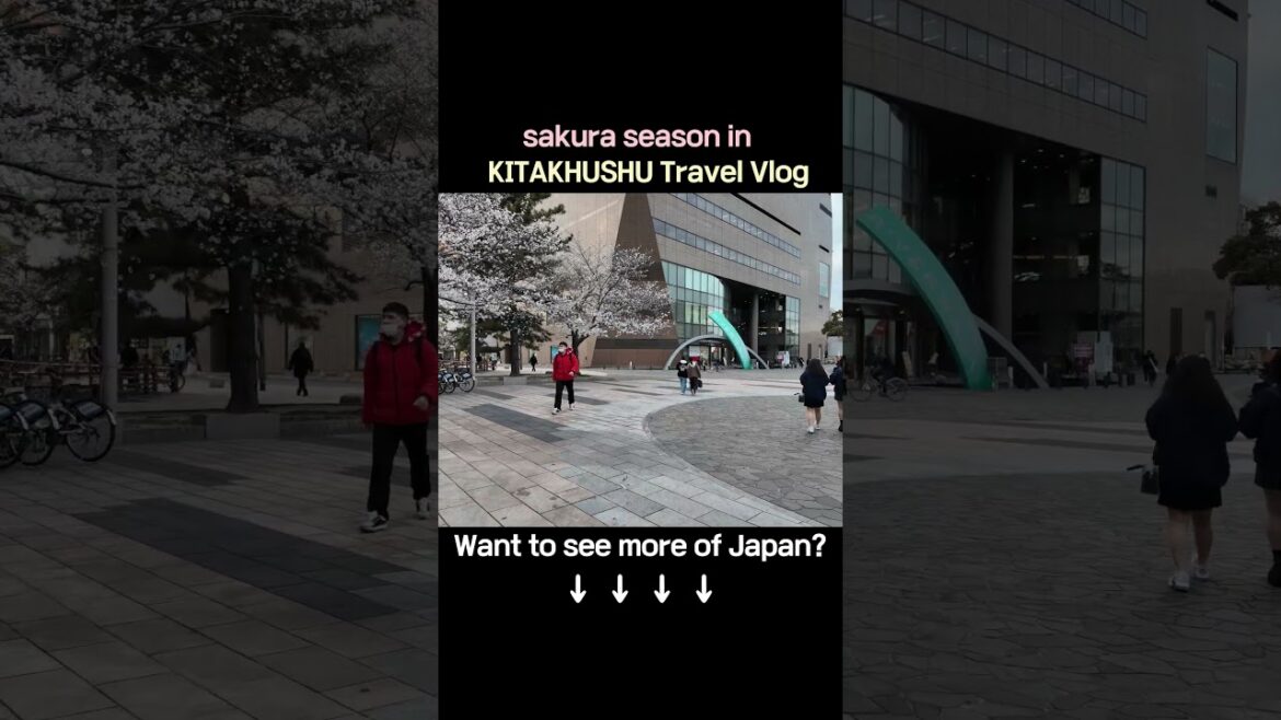 Sakura Festival in Kokura Castle｜小倉城の桜まつり｜小倉城櫻花祭浪漫時刻 #travel #japantravel #japan