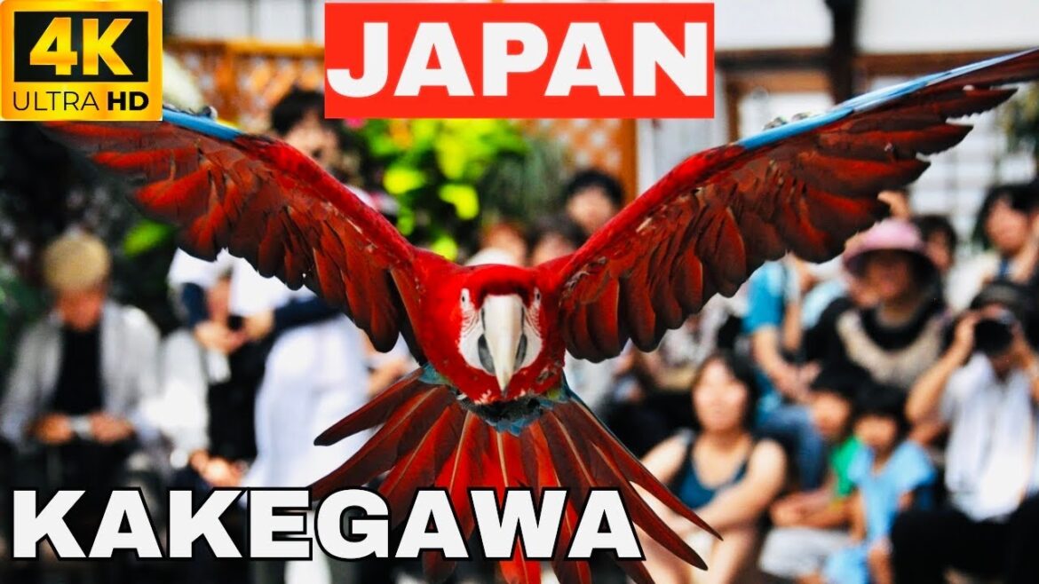 [4K] Kakegawa Walk & Kachōen Bird Park | Castle, Flowers & Nature in Japan#japan #tokyo