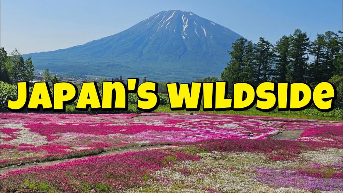 10 Nights Camping Across Hokkaido