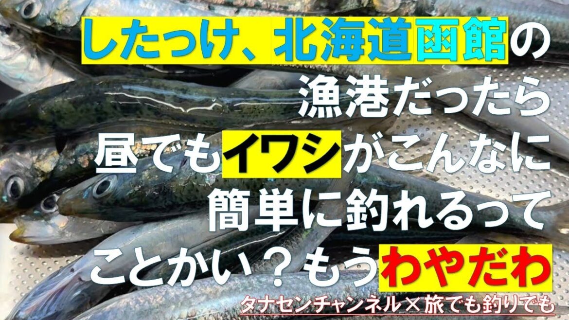 【北海道の釣り】夏休み終了直前!昼から、函館の漁港でサバ・イワシをたくさん釣ってみませんか? 【北海道の釣り】夏休み終了直前!昼から、函館の漁港でサバ・イワシをたくさん釣ってみませんか?