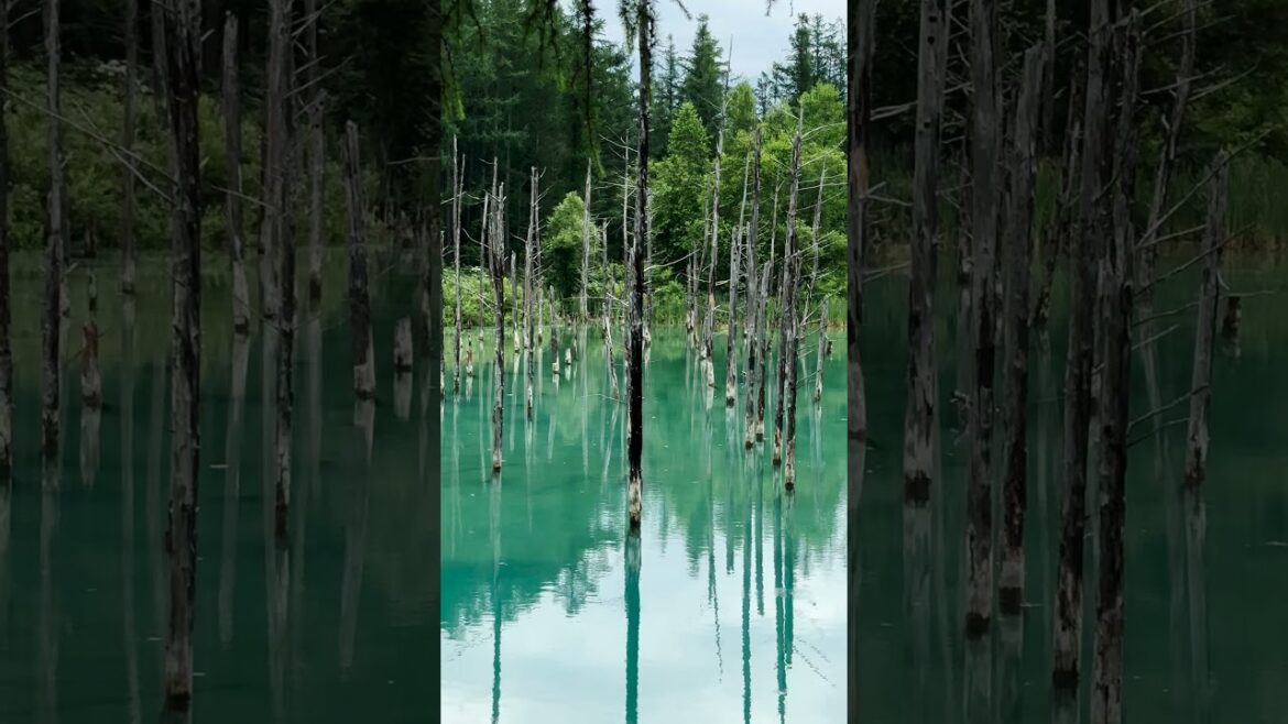 🌲 Summer’s Blue Jewel: Blue Pond 💙 🌲 Summer’s Blue Jewel: Blue Pond 💙