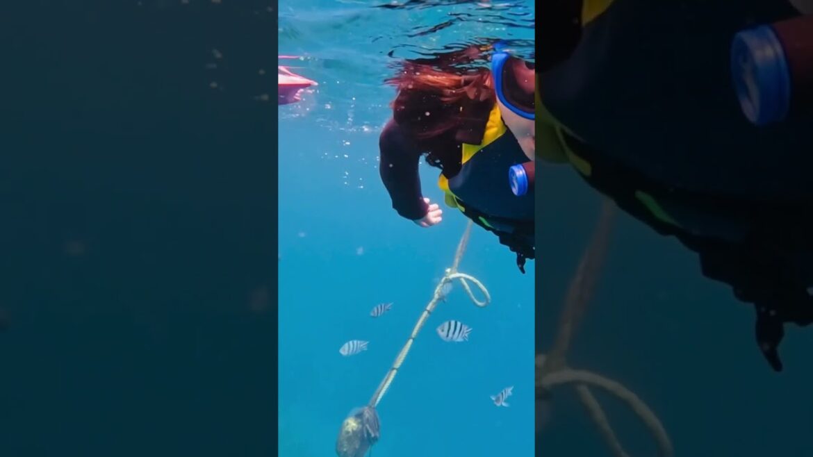 沖縄青の洞窟BLUE CAVE ONNA OKINAWA snorkeling with me…#shorts #viralshorts #summer#trending 沖縄青の洞窟BLUE CAVE ONNA OKINAWA snorkeling with me…#shorts #viralshorts #summer#trending