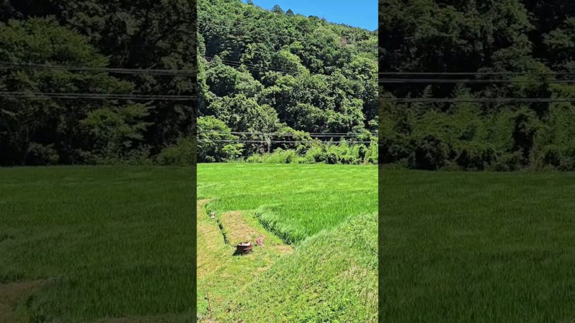 Okayama, Japan 🌾A peaceful countryside summer that makes you feel right at home. 🌳
