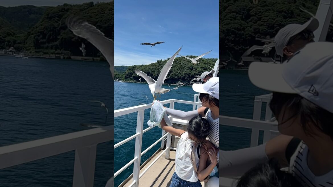 swooping seagulls in slo-mo ! #inebaykyoto #inebaysightseeingboat #japantravel #japan swooping seagulls in slo-mo ! #inebaykyoto #inebaysightseeingboat #japantravel #japan