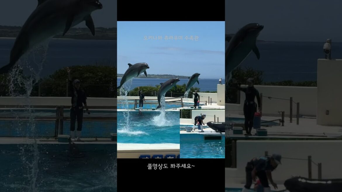 ★ #여행유튜브 엉터리여행기 오키나와편 예고입니다. 많은 구독과 관심 부탁드려요! #OKINAWA #오키나와 #일본 #JAPAN #일본여행 #오키나와여행 #일본패키지 ★ #여행유튜브 엉터리여행기 오키나와편 예고입니다. 많은 구독과 관심 부탁드려요! #OKINAWA #오키나와 #일본 #JAPAN #일본여행 #오키나와여행 #일본패키지