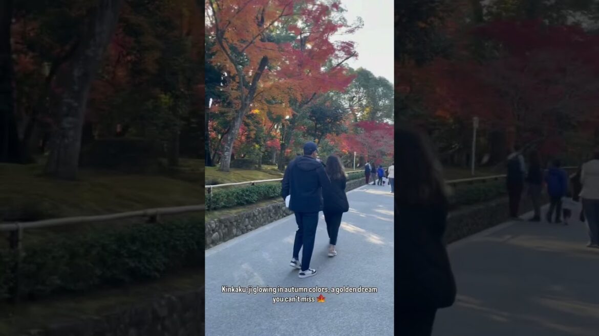 POV: In the next months, Kyoto will be look like this 🍂✨