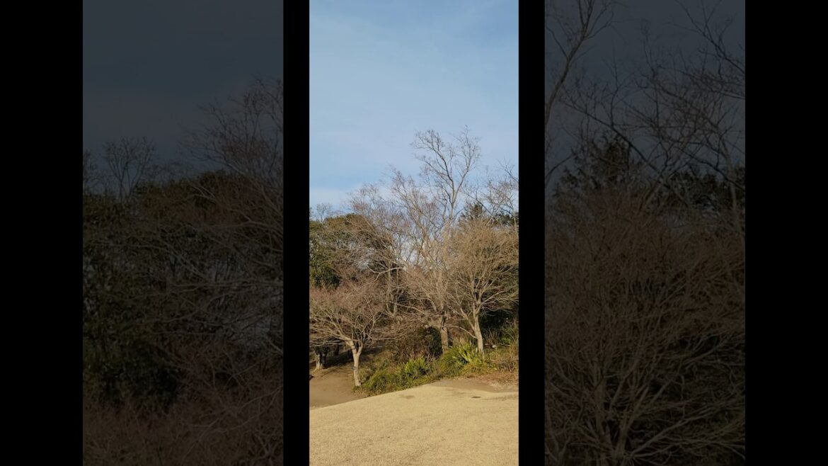 Panorama View at Funabashi Andersen Park in Chiba. #japan #tokyo #chiba #park #windmill #lake #zoo