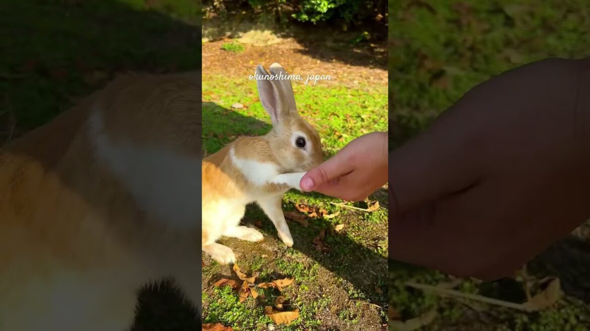 Is Hiroshima’s rabbit island the most beautiful place in Japan? #okunoshima