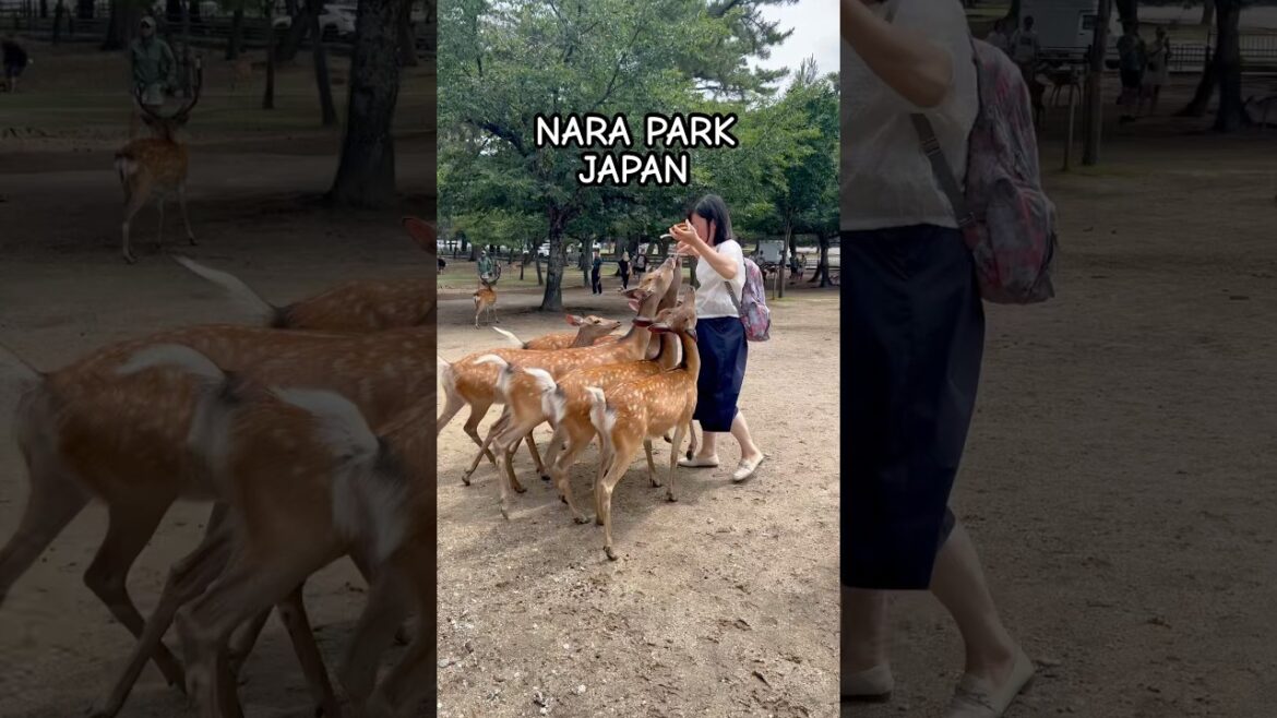 Just got bowled over by Nara's friendly deer😂#NaraPark #DeerEncounter #BowledOver