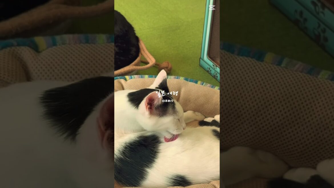 나의 일본 생활  #vlog #브이로그 #travel #일본여행 #trip #sendai #센다이 #아쿠아리움 #바 #유학 #일본유학 #우정여행 #일본시골 #물개