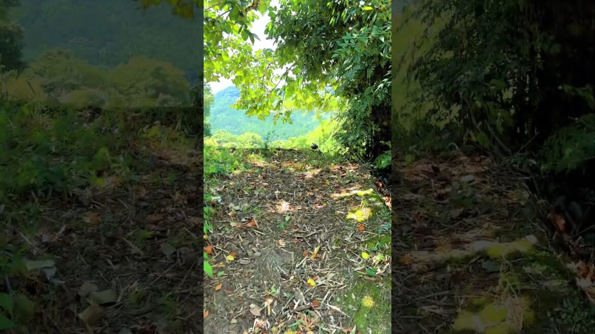 Midsummer Side Street: Ohno in Fukagawa, Minamata City, Kumamoto Pref, Japan #japanesecountryside