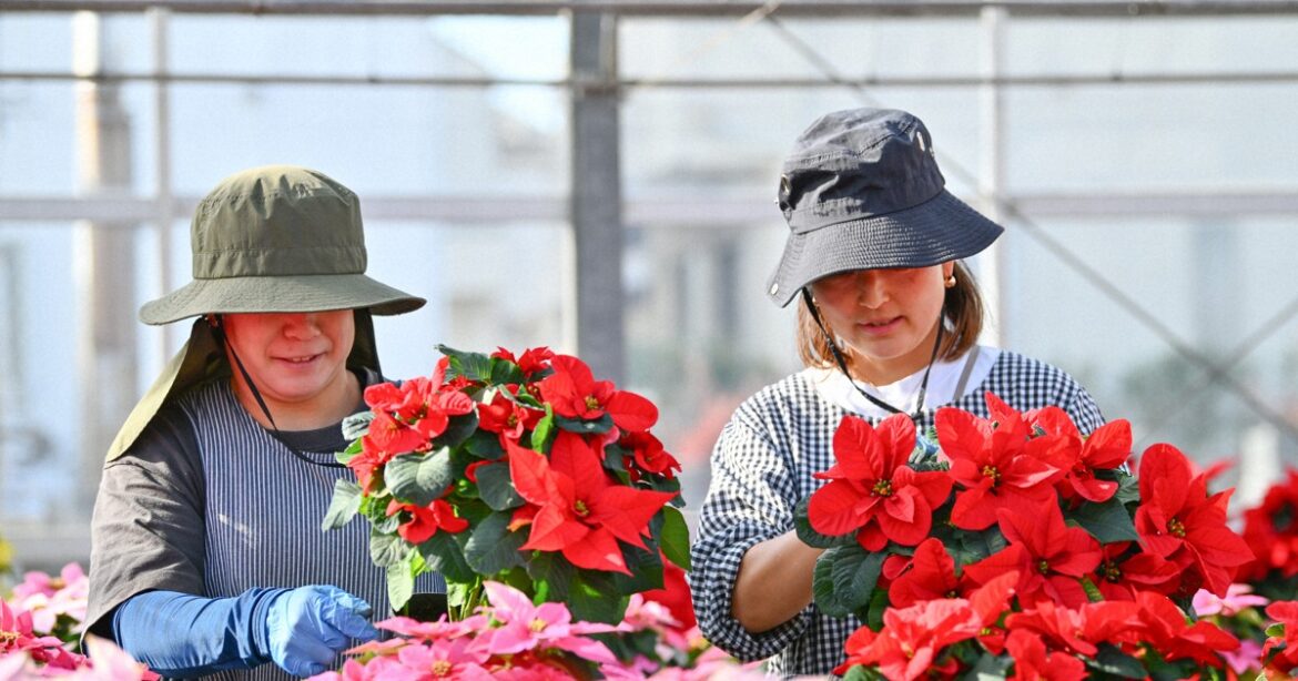 Easy Japanese news in translation: Poinsettia plants selling well ahead of Christmas