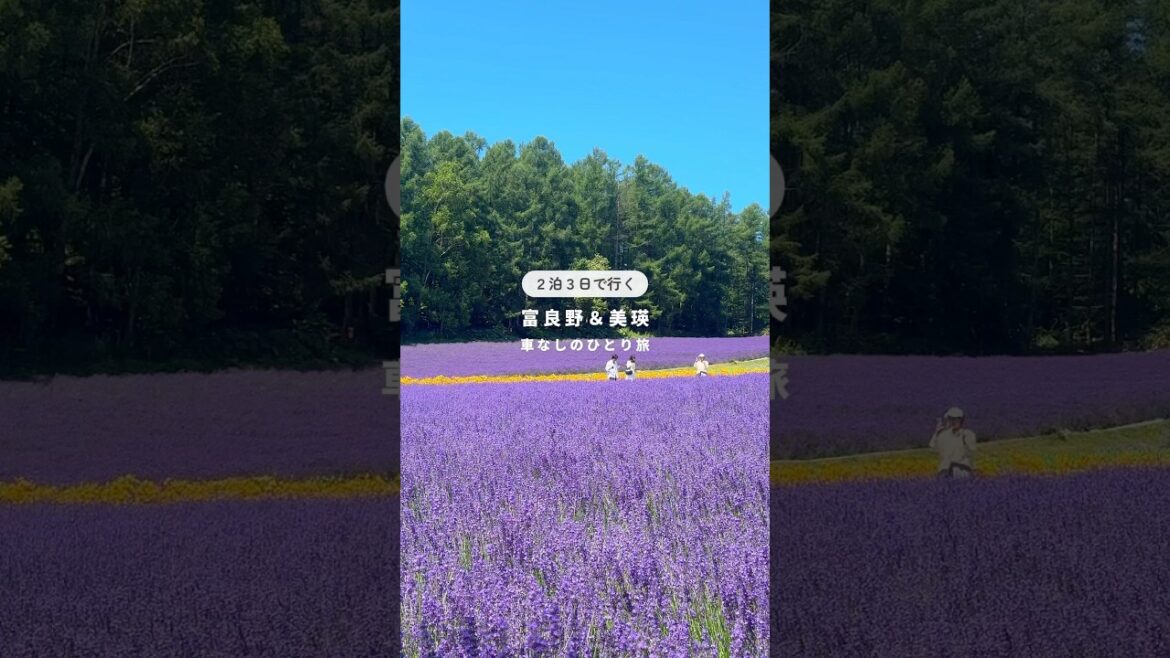 【車なしでOK】夏の北海道ひとり旅① #北海道 #美瑛 #富良野 #旭川 #ファーム富田 #ラベンダー