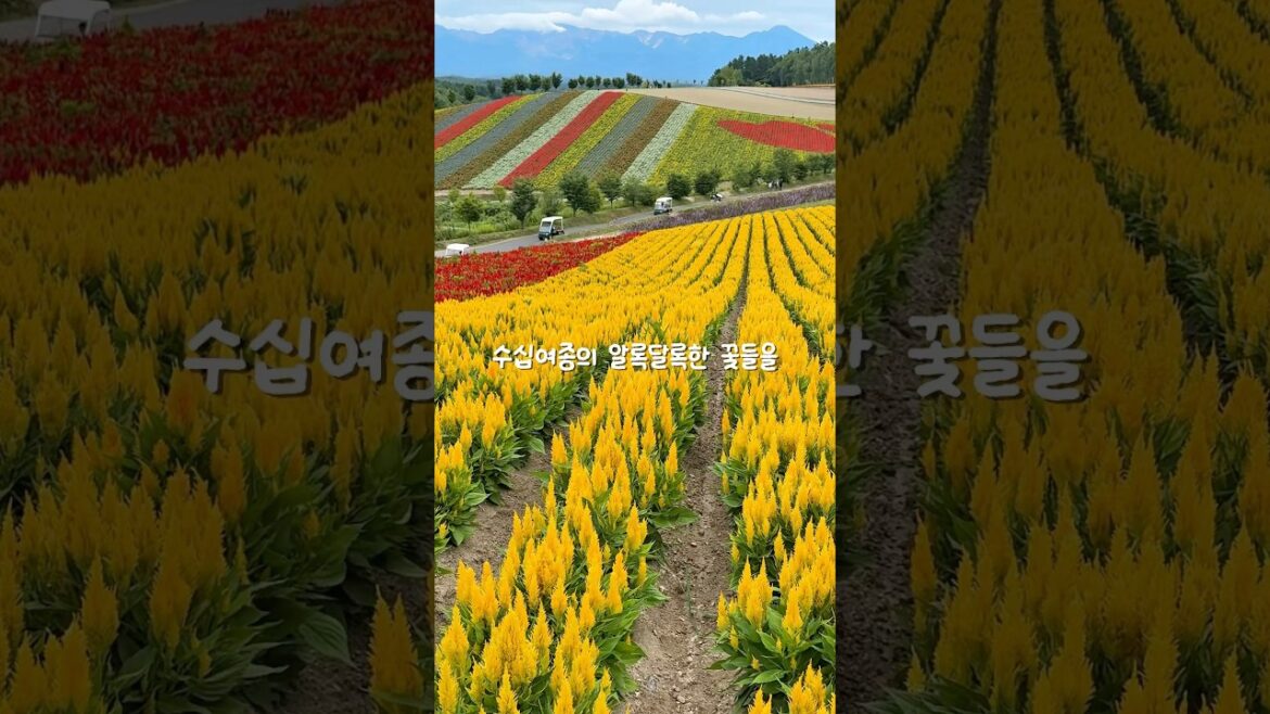 삿포로 여행 필수 코스 비에이 버스투어 🚌💐