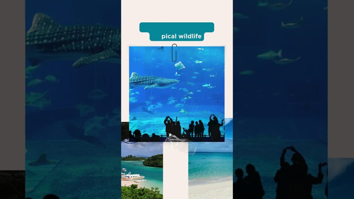 Where in the world is the ECS bag this week?