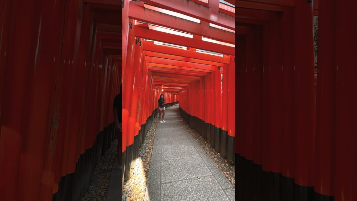 Torii Gates #travel