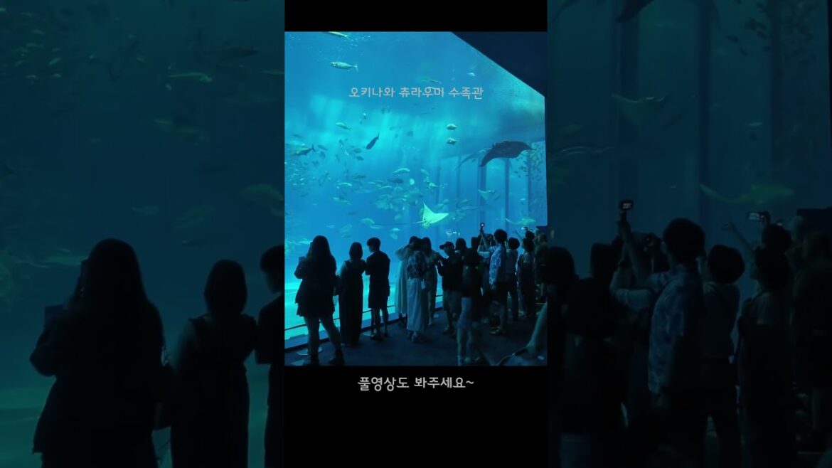 ★ #여행유튜브 엉터리여행기 오키나와편 예고입니다. 많은 구독과 관심 부탁드려요! #OKINAWA #오키나와 #일본 #JAPAN #일본여행 #오키나와여행 #일본패키지 ★ #여행유튜브 엉터리여행기 오키나와편 예고입니다. 많은 구독과 관심 부탁드려요! #OKINAWA #오키나와 #일본 #JAPAN #일본여행 #오키나와여행 #일본패키지