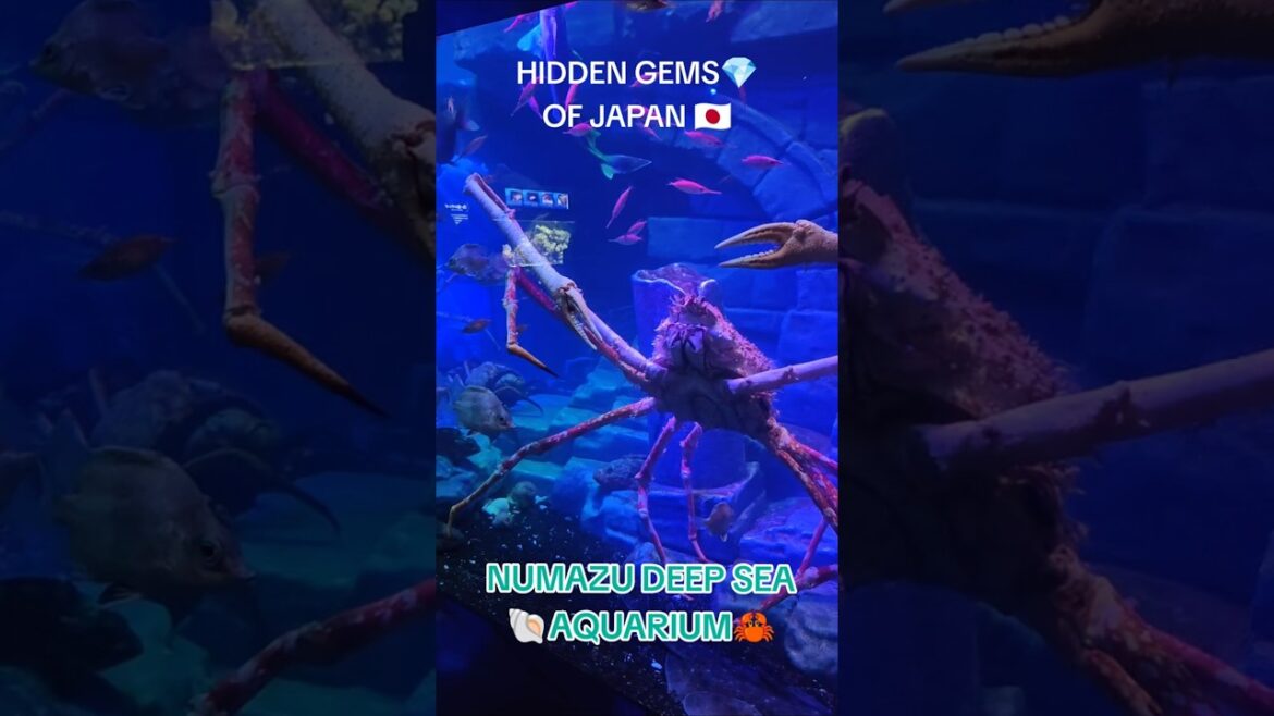 Hidden Gems 💎of Japan 🇯🇵 - Numazu Deep Sea Aquarium